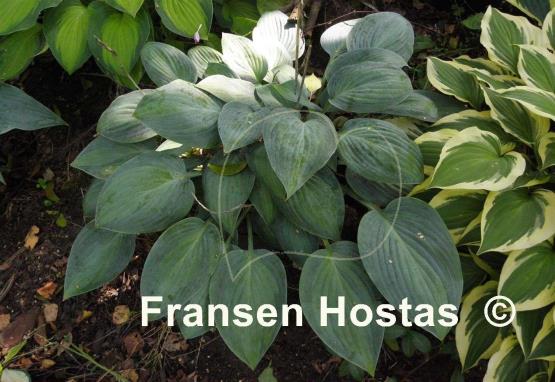 Hosta Goldbrook Glimmer